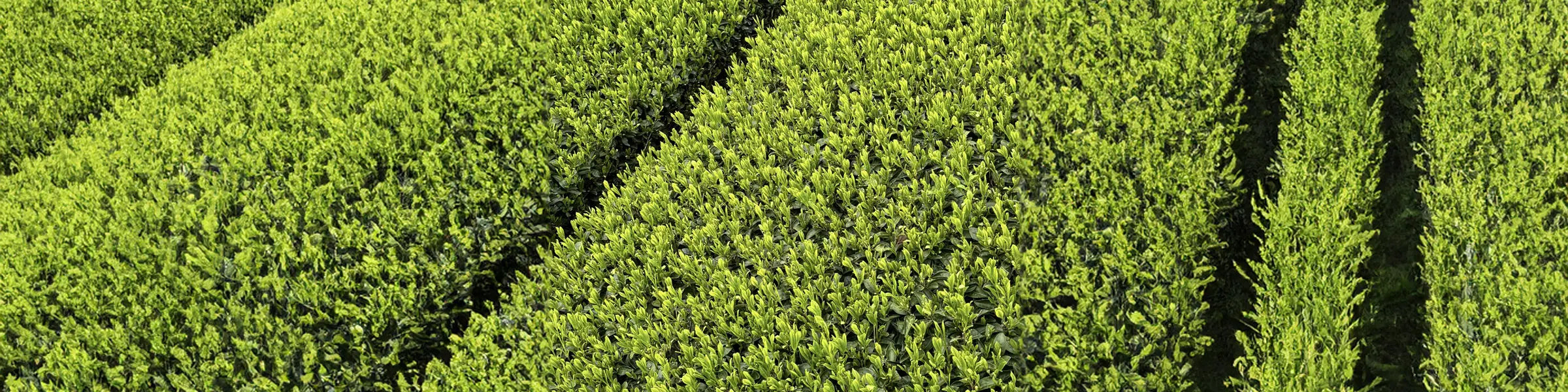 The magic of green gold: the effect of polyphenols in matcha