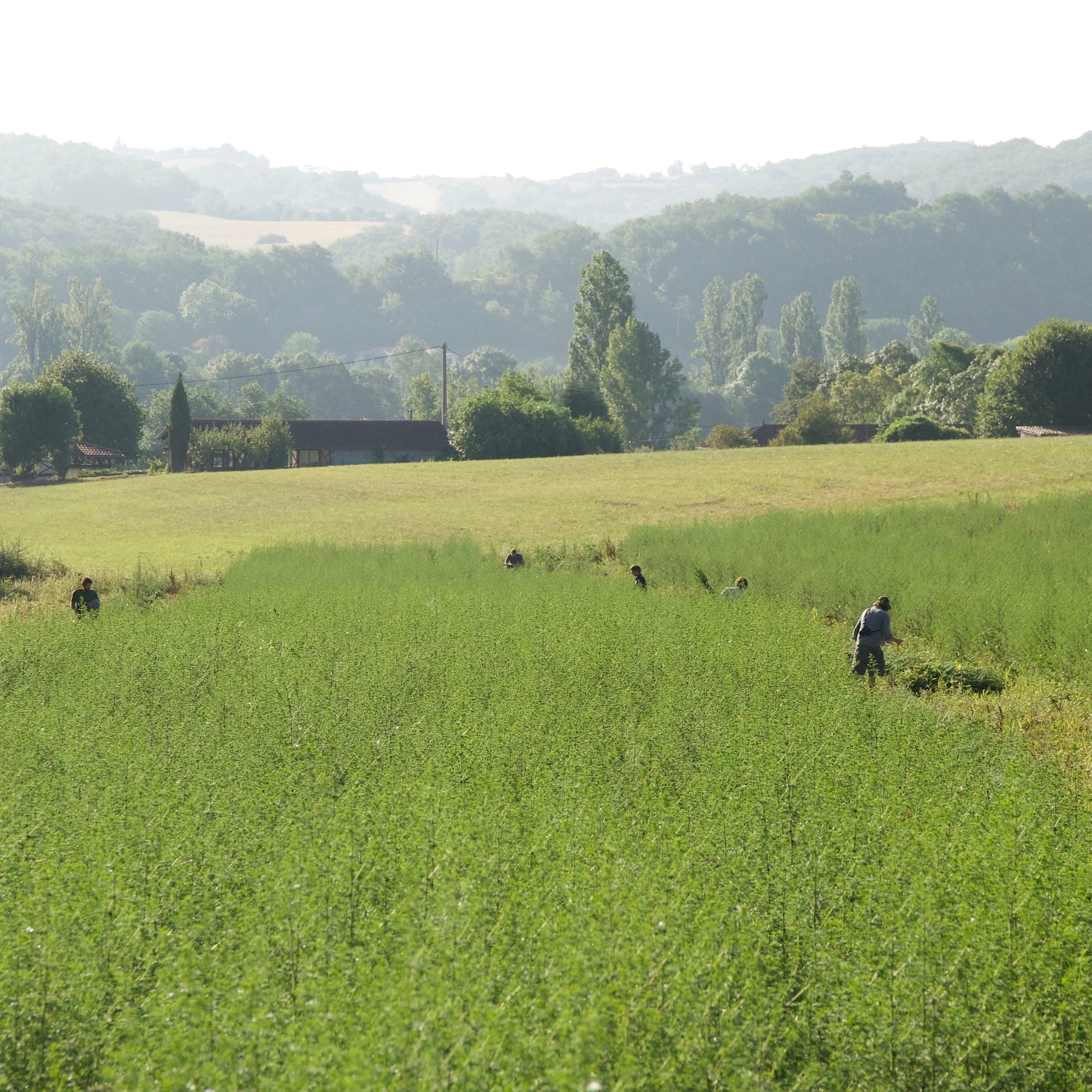 Kasimir + Lieselotte