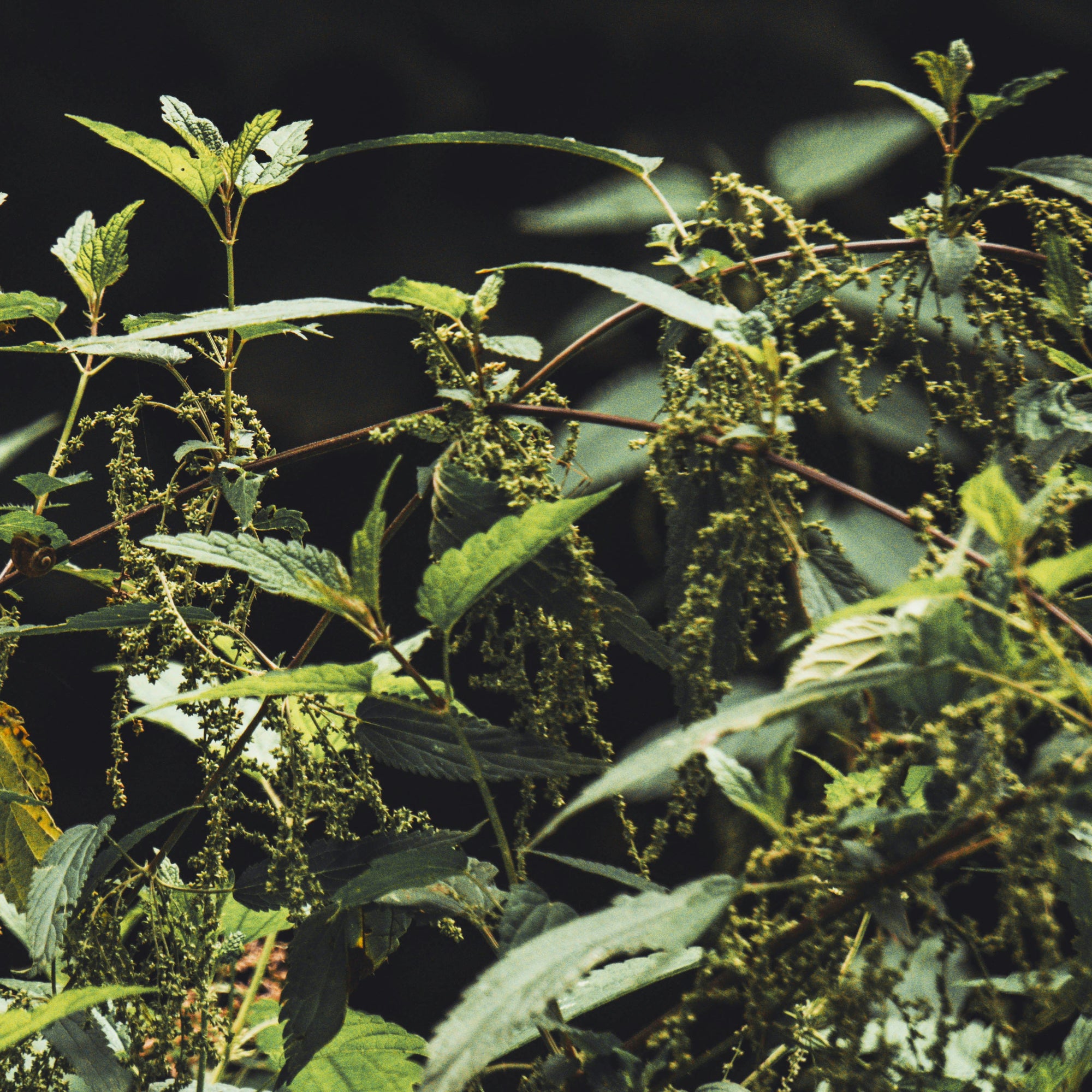 Organic nettle seeds | Bio Brennnesselsamen