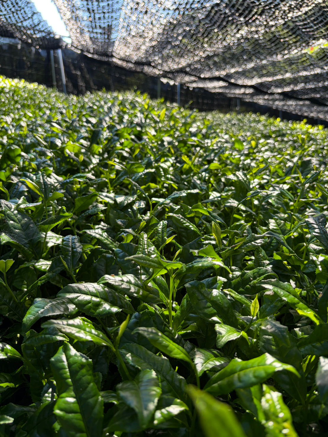 Matcha Is Getting More Expensive. Here’s Why.