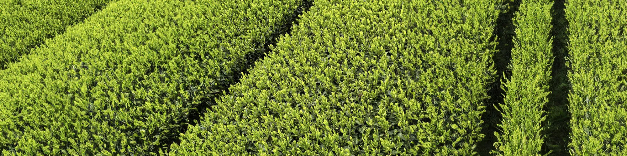 The magic of green gold: the effect of polyphenols in matcha